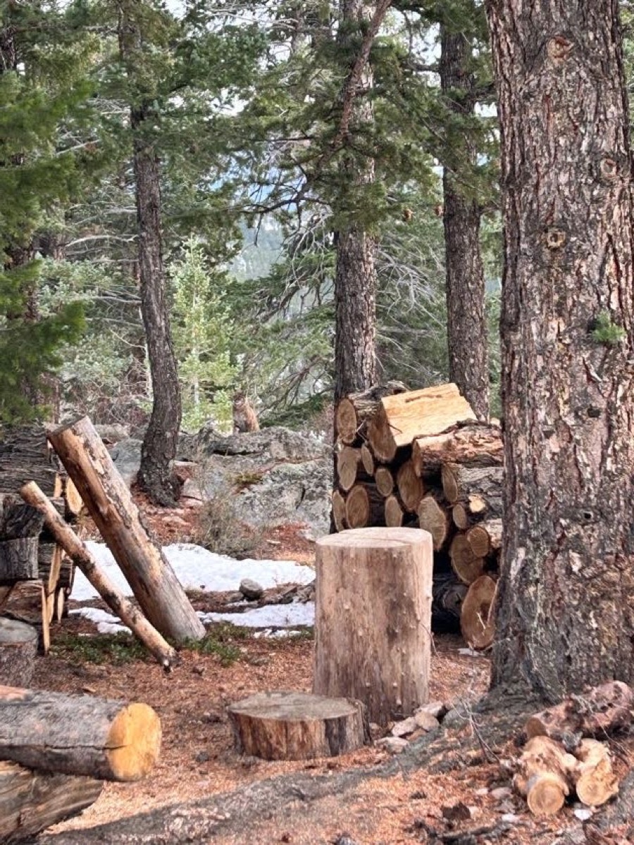 Pine Slash Composting Research
